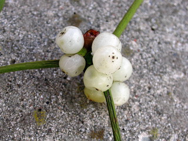 Viscum album 9869.JPG