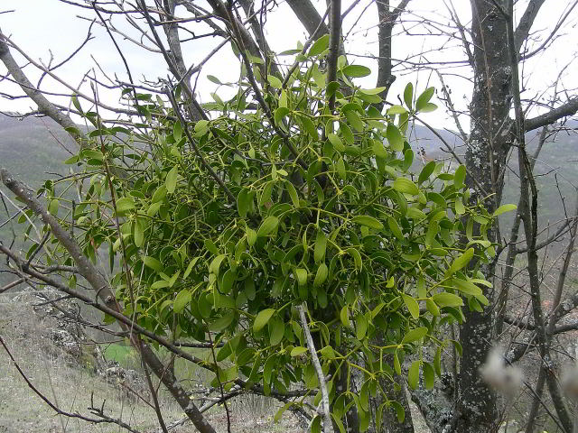 Viscum album su Sorbus aria 743.JPG