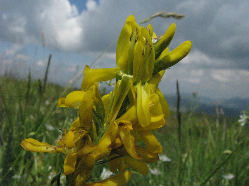 2 giallo senza foglie.jpg