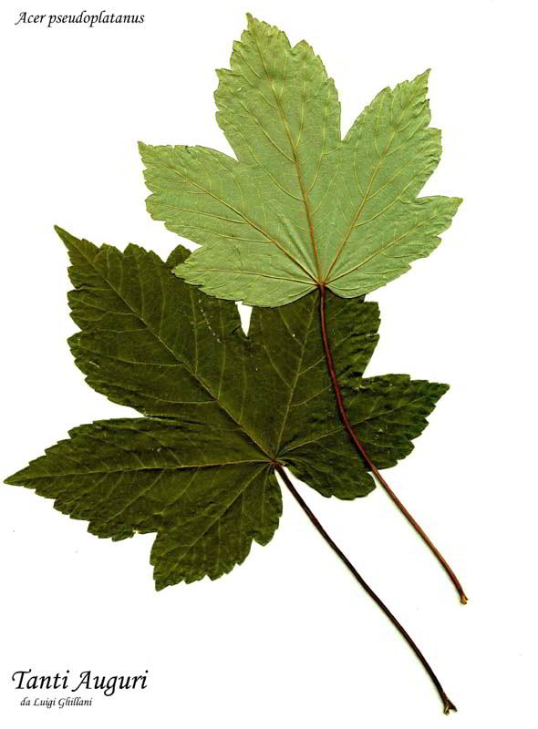 Acer pseudoplatanus  109 copia.jpg