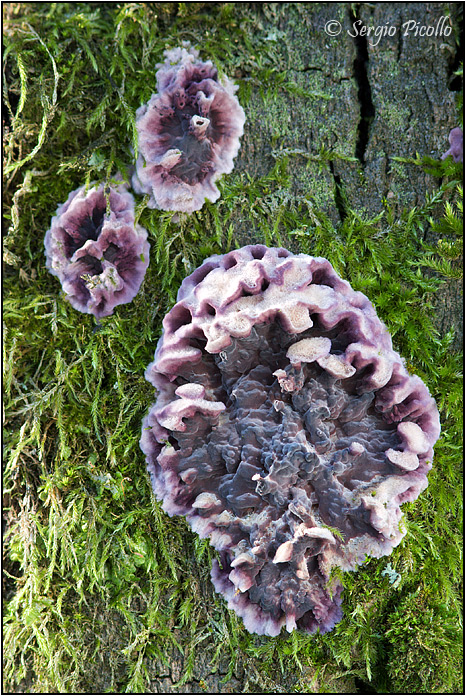 fungoviola_10i07_0139.jpg