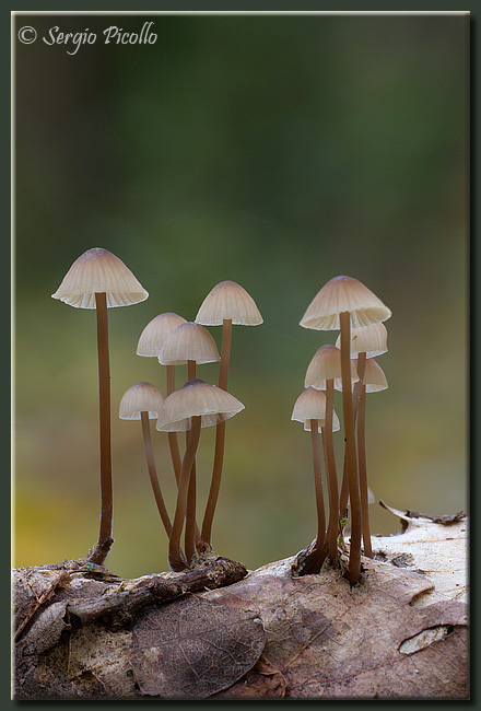 funghi_09_7428.jpg