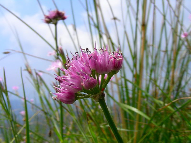 Allium lusitanicum 050.JPG