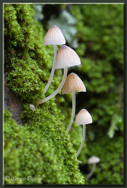 funghi_09_7401.jpg