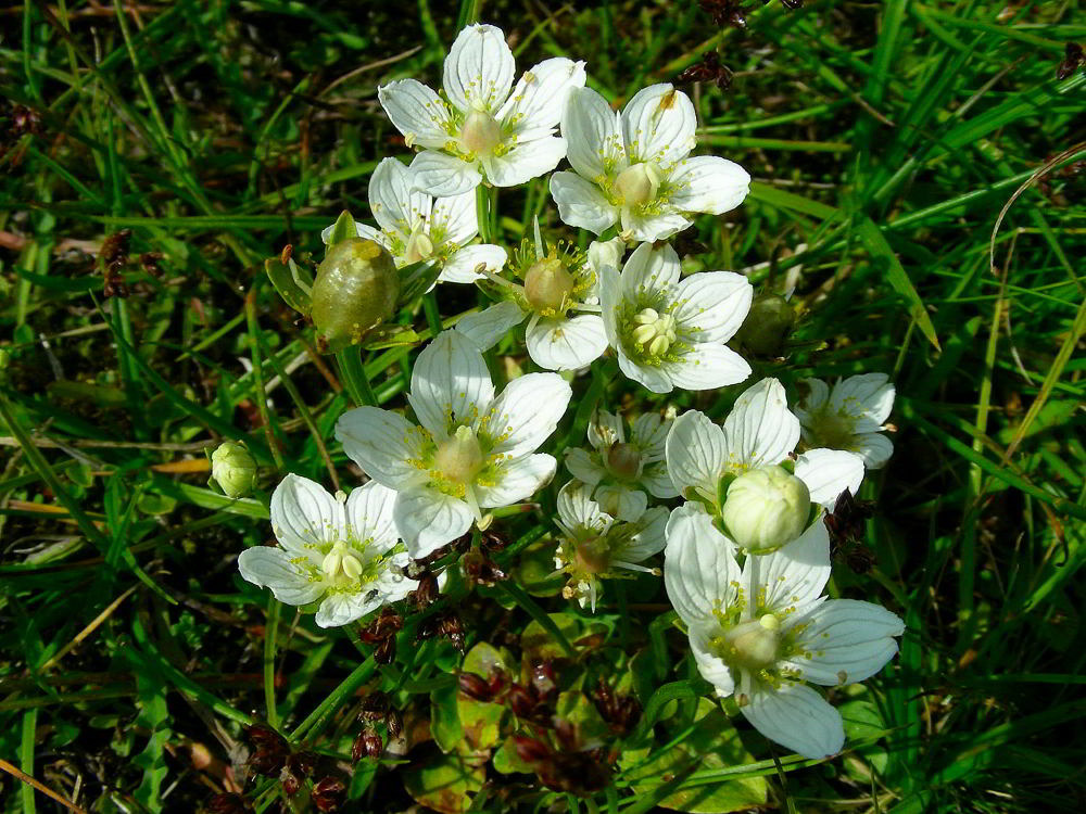 Copia di Parnassia palustris 091.JPG