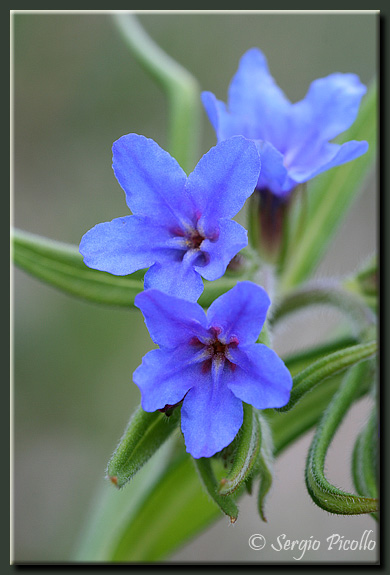 buglossoides_07_2521.jpg