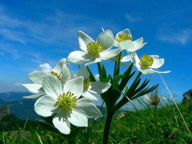 Anemonastrum narcissiflorum (L.) Holub subsp. narcissiflorum  14giu09 691.jpg