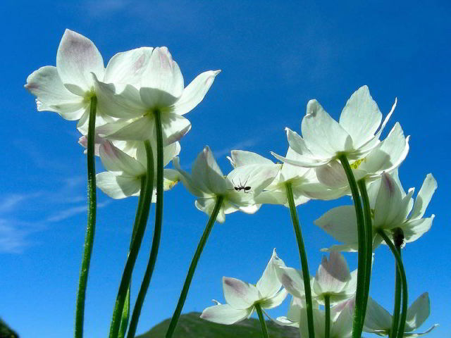 Anemonastrum narcissiflorum (L.) Holub subsp. narcissiflorum  14giu09 717.jpg