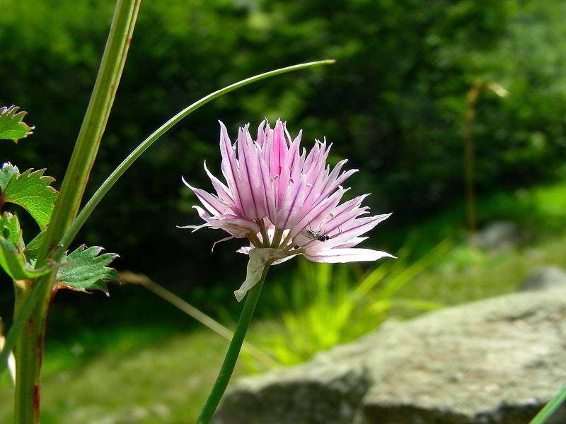 Allium schoenoprasum 042.JPG