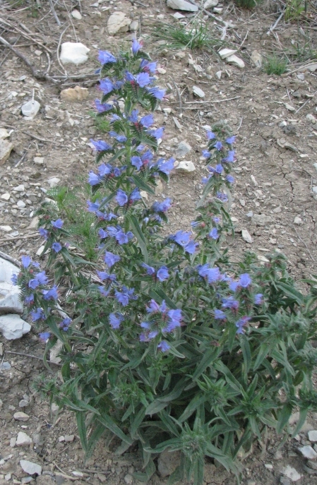 0 Echium vulgare - intero.jpg