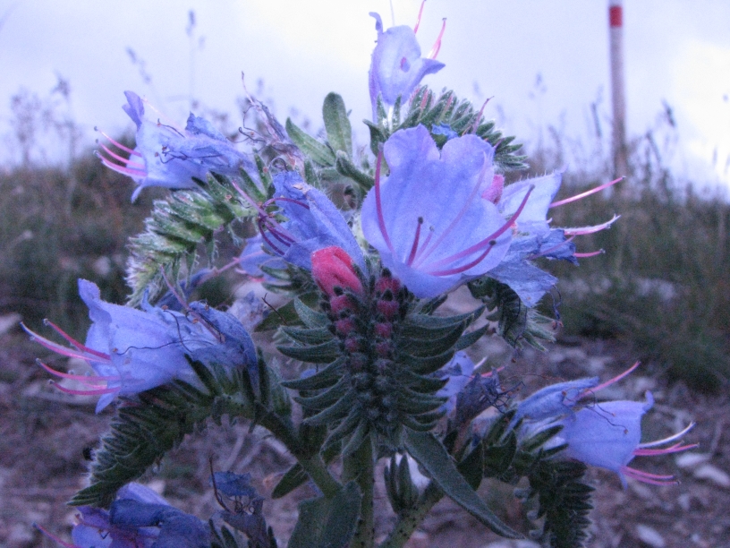 0 Echium vulgare L.- fiori.jpg