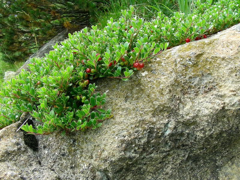 Arctostaphylos uva-ursi 215.JPG