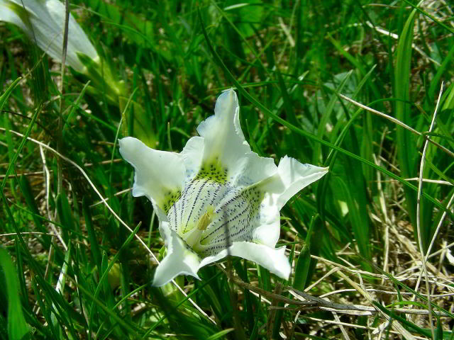 Gentiana acaulis L. 26mag09 802.JPG
