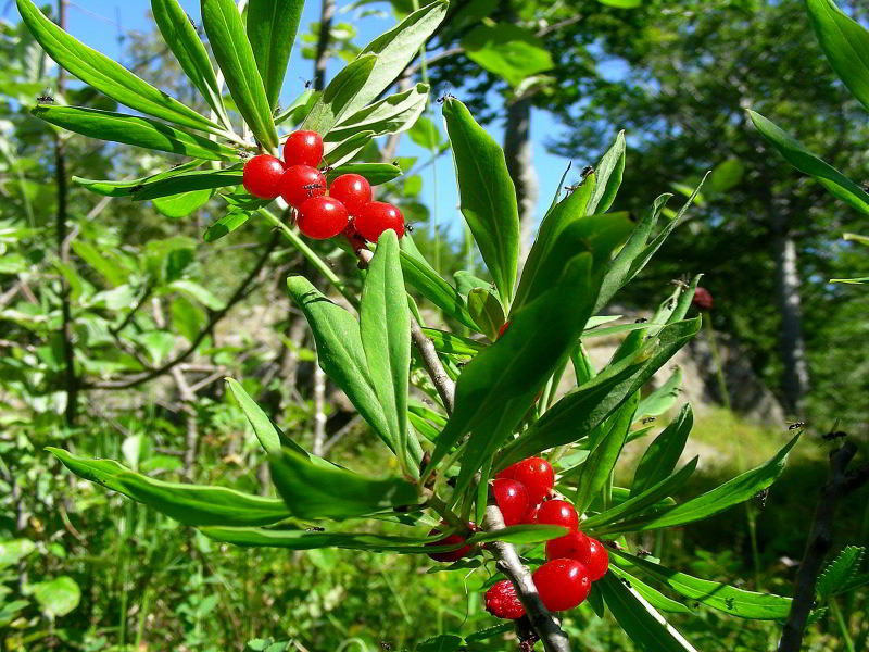 Daphne mezereum 134.JPG