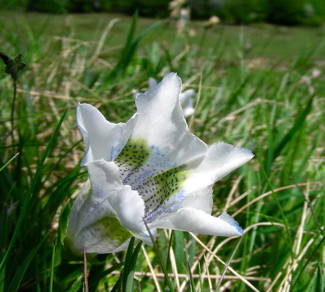 Gentiana acaulis L. 26mag09 807.JPG