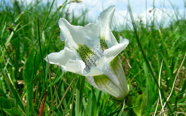 Gentiana acaulis L. 26mag09 810.JPG