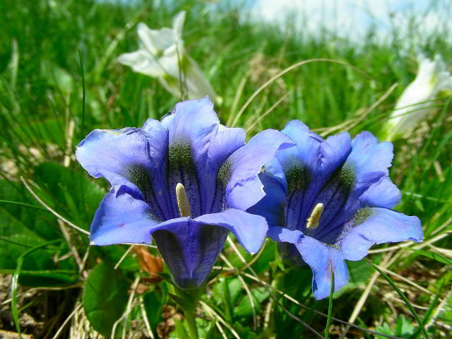 Gentiana acaulis L. 26mag09 814.JPG