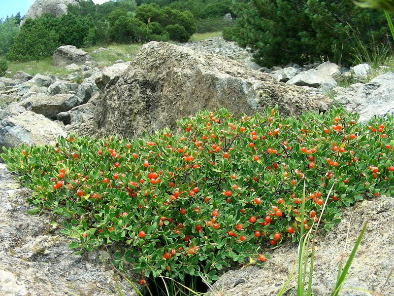 Daphne oleoides 193.JPG