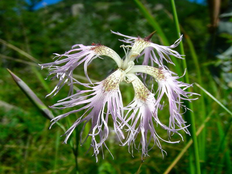 Dianthus superbus 147.JPG