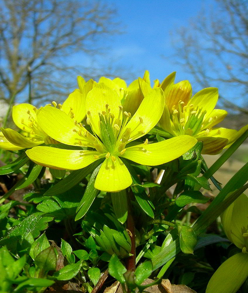 Eranthis hyemalis (L.) Salisb. 703.JPG