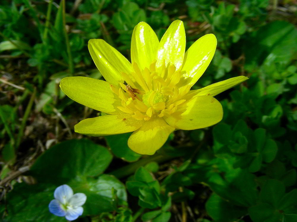 Ranunculus ficaria L. 18mar10 354.JPG