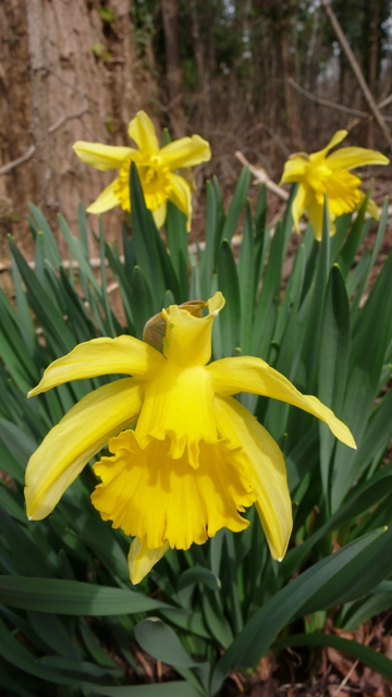 Narciso.JPG