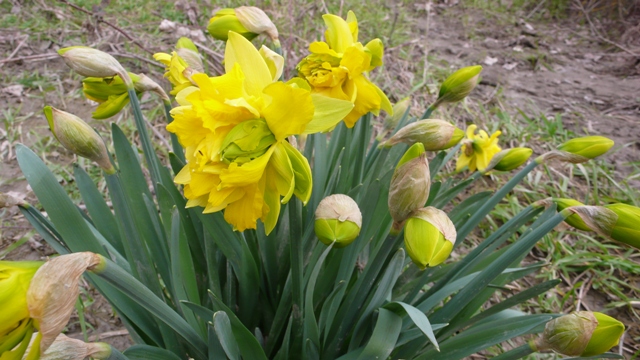 narciso_.JPG