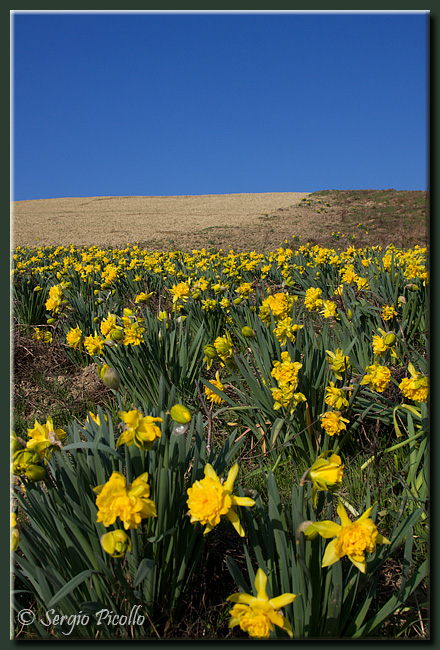 collina_narcisi_09_2119.jpg