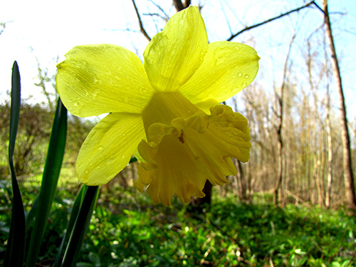 IMG_0412 NARCISSUS PSEUDONARCISSUS L COPIA.JPG