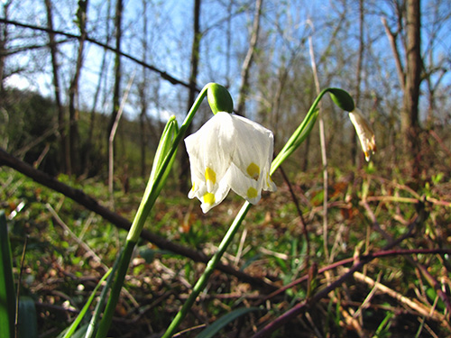 IMG_0422 LEUCOJUM VERNUM L.JPG