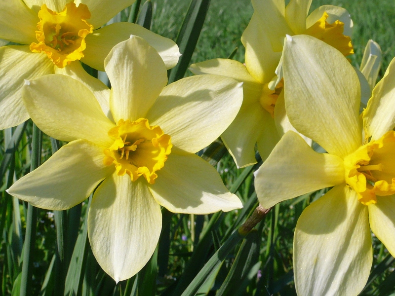 narcissus-2.JPG