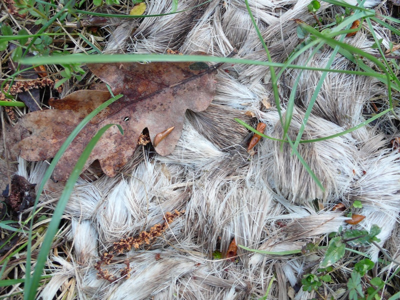 P1070319-1.JPG
