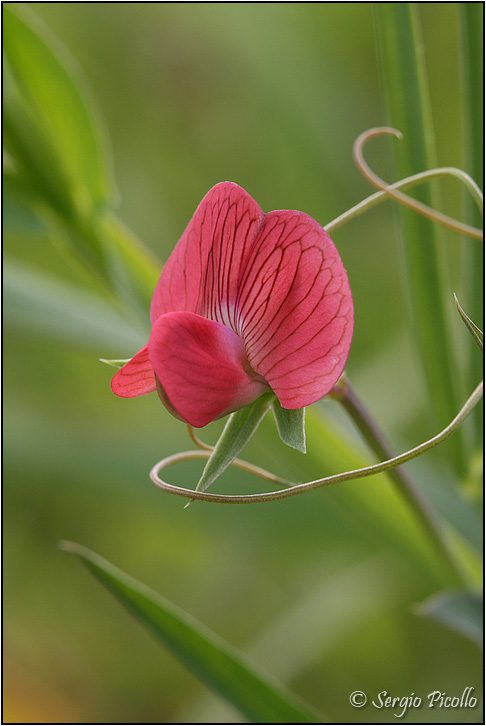 lathyrus_cicera_10iv22_2472.jpg