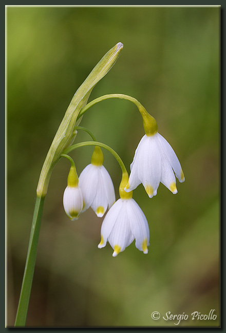 leucojum_aestivum_10iv21_2176G.jpg