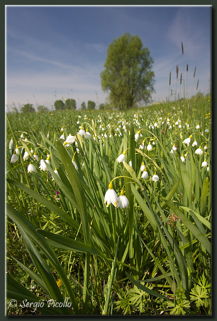 leucojum_aestivum_10iv21_2203G.jpg