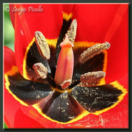 tulipa_agenensis_07_1228q.jpg
