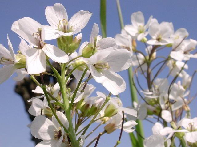 Cardamine matthioli Moretti 100412-54.jpg