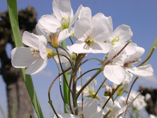 Cardamine matthioli Moretti 100412-55.jpg