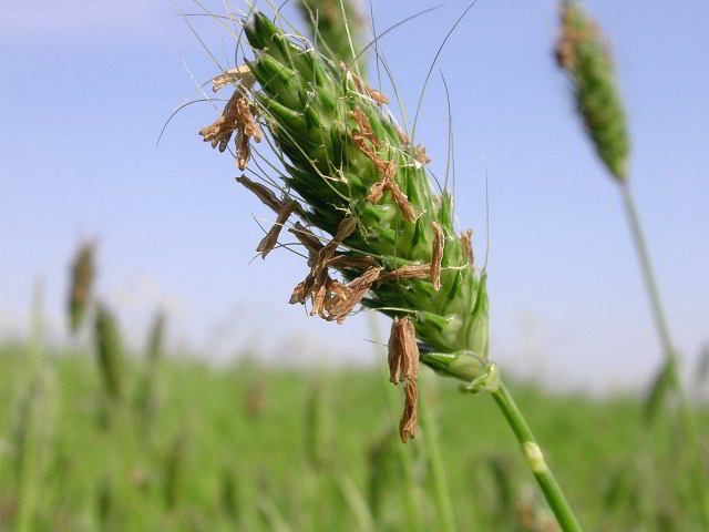 Alopecurus rendlei Eig 100412-24.jpg