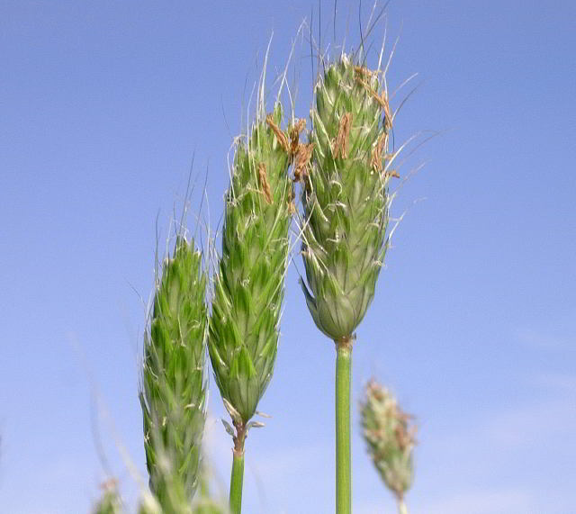 Alopecurus rendlei Eig 100412-29.jpg