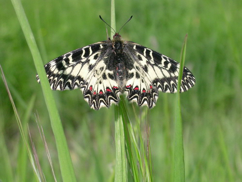 Zerynthia polixena 100422 638.JPG