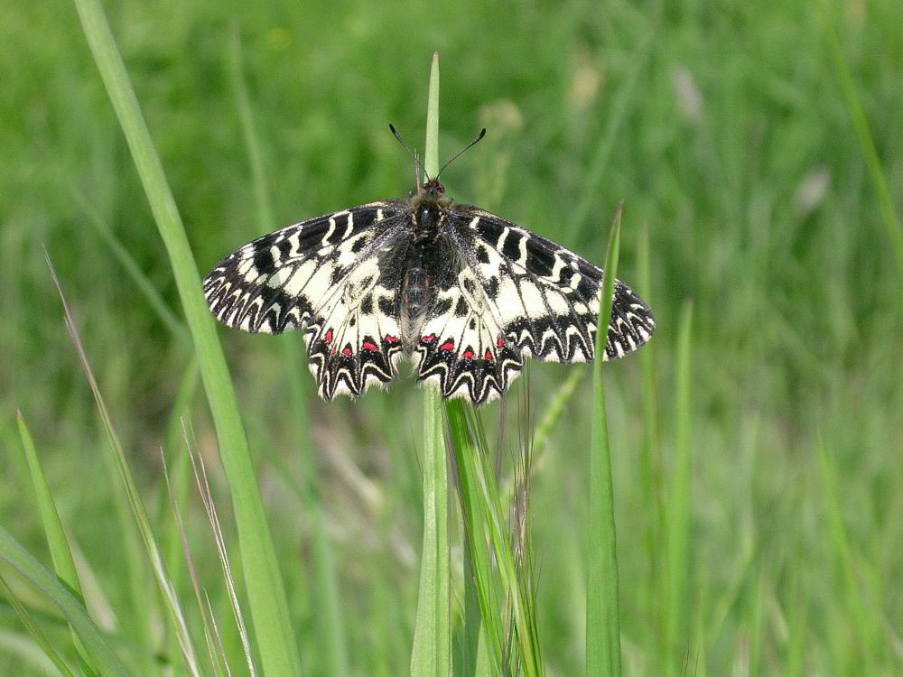 Zerynthia polixena 100422 637.JPG