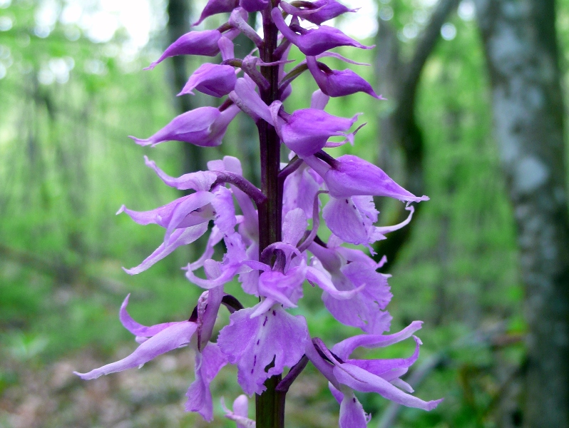 orchis2.JPG