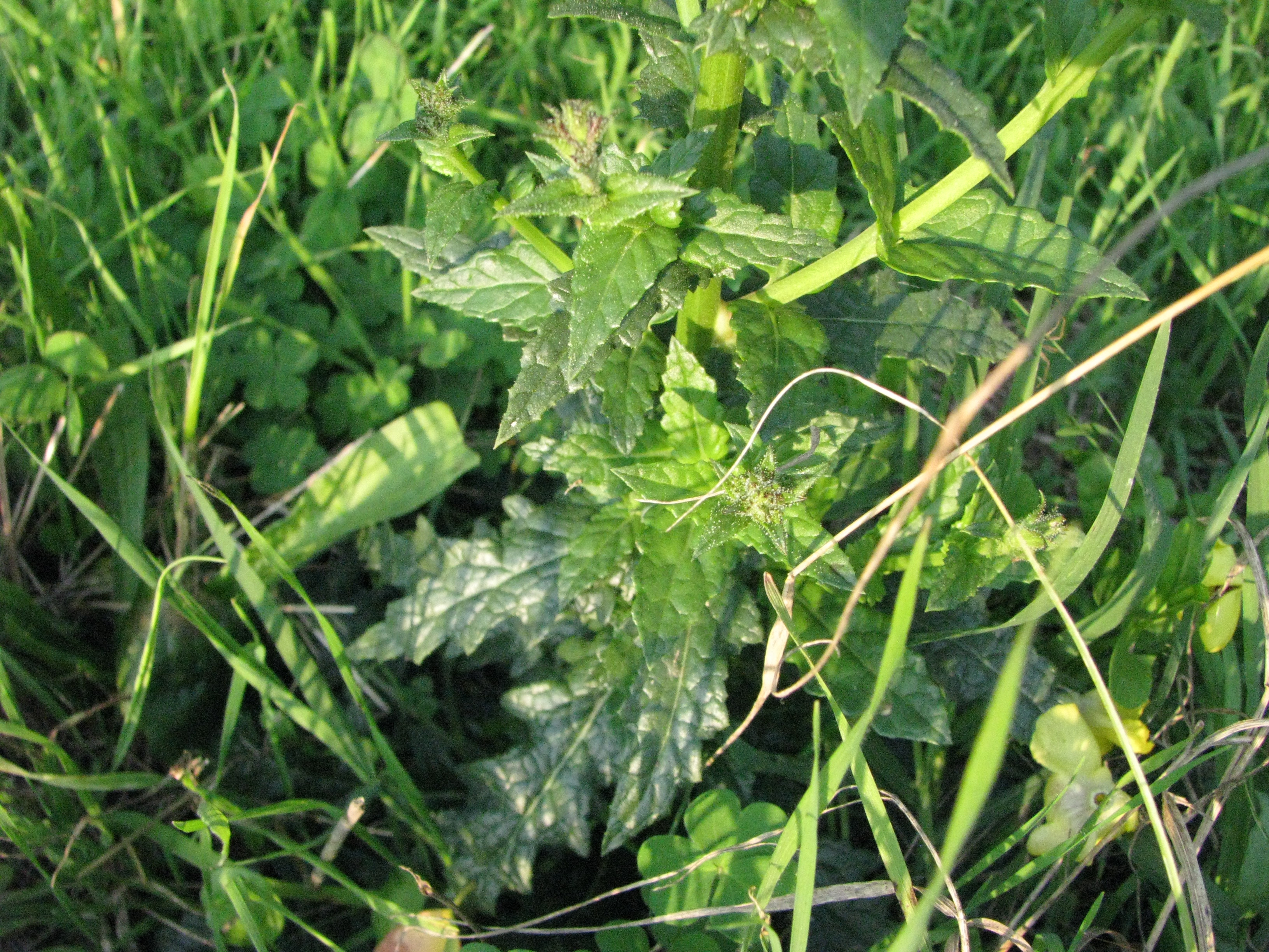 foglie del fiore giallo.jpg