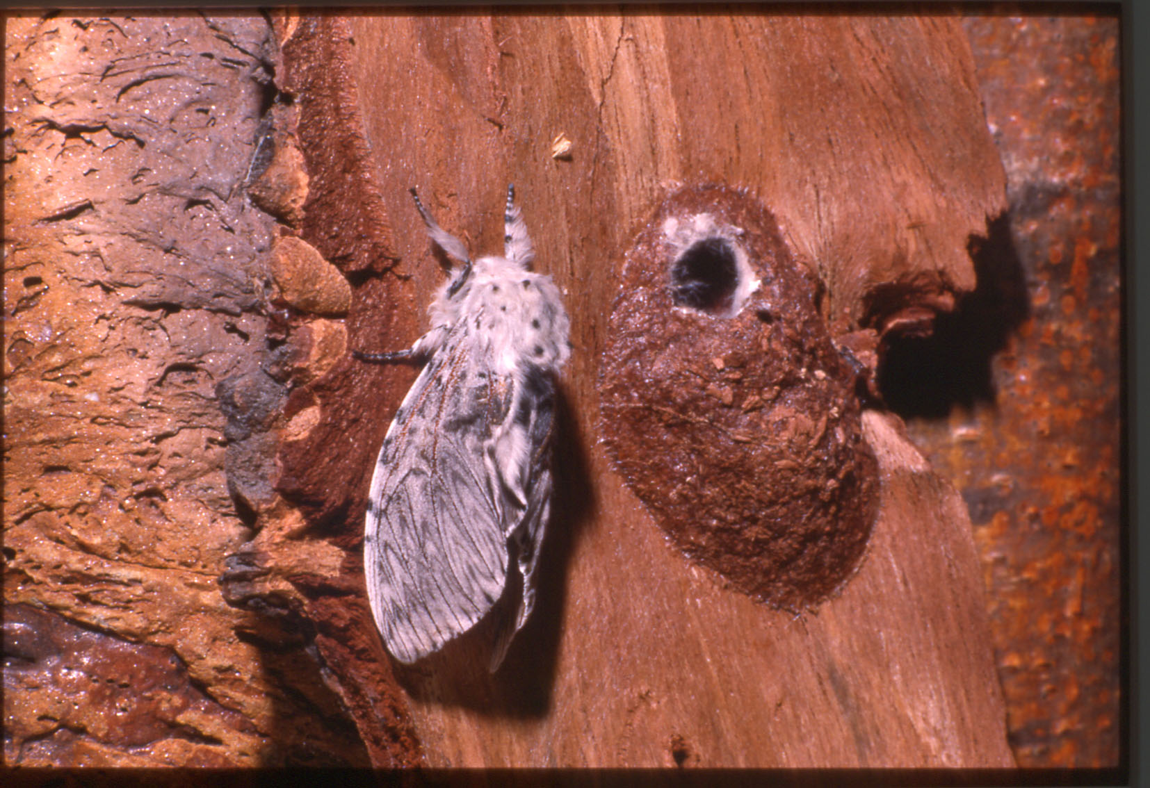 cerura_vinula04.jpg