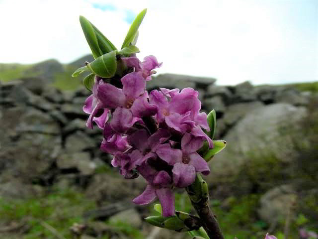 Daphne mezereum L. 100603-89001.jpg