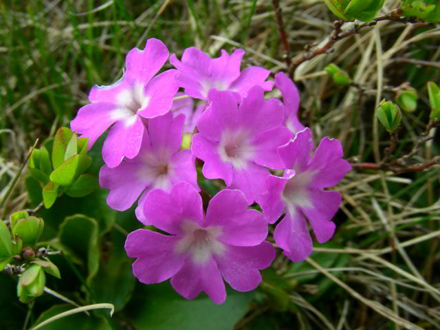 Primula apennina Widmer 100603-02001.jpg