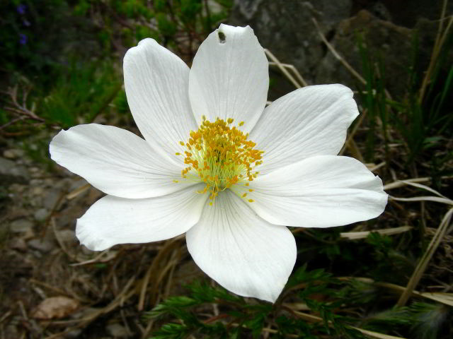 Pulsatilla alpina (L.) Delarbre 100603-76001.jpg