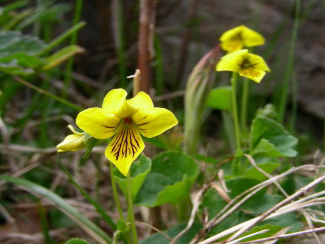 Viola biflora L.100603-83001.jpg