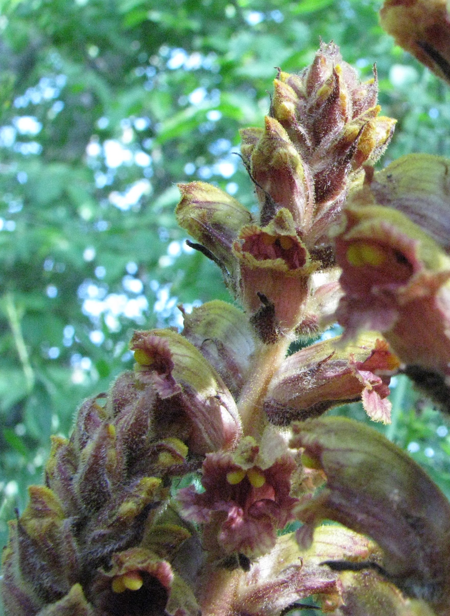 orobanche 1.jpg